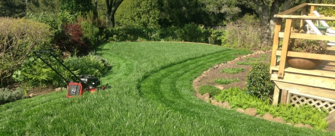Healthy Organic lawn